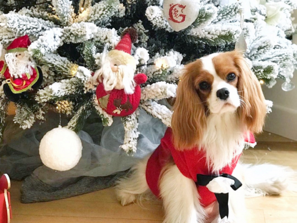 Natale - Albero con cane