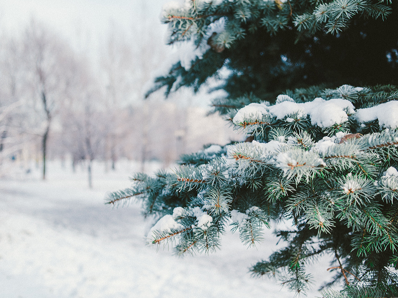 Vademecum per l’albero di Natale sostenibile