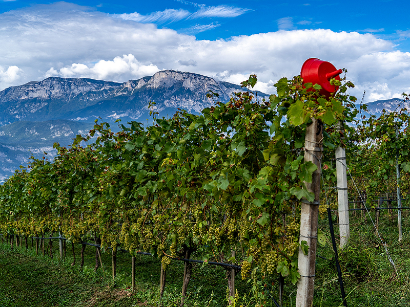 Il miglior rosé al mondo è di Maso Martis