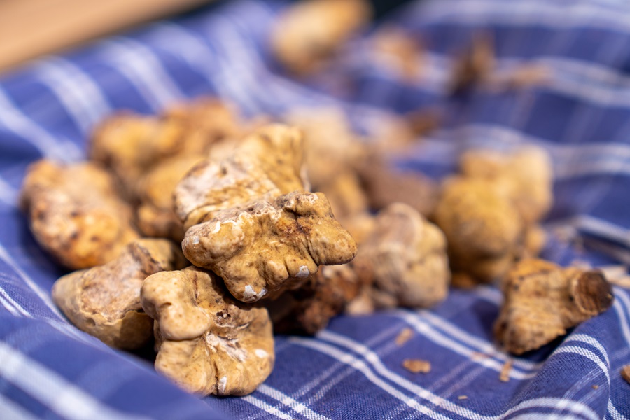 Tartufo Bianco d’Alba 2025: il profumo dell’eccellenza